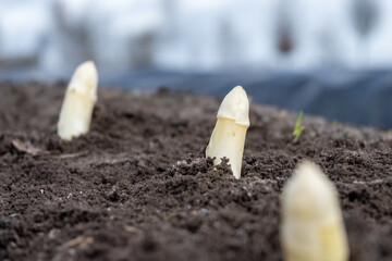 Sticker - New harvest of white asparagus in Netherlands, farm field in Brabant, growing of vegetables asparagus