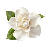 gardenia flower isolated on transparent background