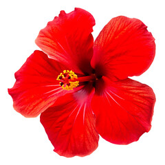 Wall Mural - hibiscus red flower head isolated white background PNG.AI GENERATED