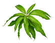 © supawan - leaves of mango tree isolated on transparen png.