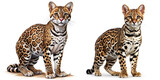 Digital Illustration of Two Ocelots