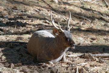 deer in the wild