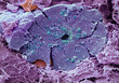 © Science RF - Pancreas, SEM