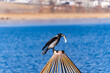 © ADDICTIVE STOCK - Crow with food perched on a post by a lake in winter