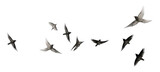 PNG Birds flying animal flock line.