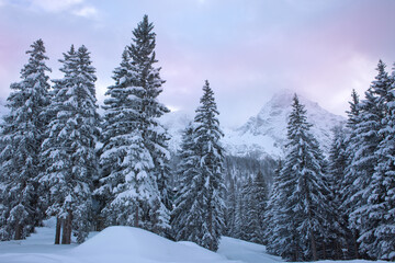 Wall Mural - winter landscape with snow-covered pine trees in the alps.