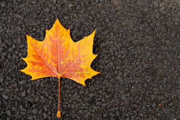 Wall Mural - Red orange color of maple leaf on black texture background