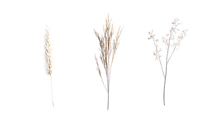 Collection of decorative dried grasses in various colors, perfect for home decor and floral arrangements, set against a clean white background.