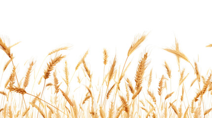 Naklejka na meble Ears of golden wheat, isolated on white background