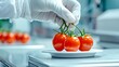 © LookMoo - food safety concept. Hand in a glove placing fresh tomatoes on a white plate in a clean environment.