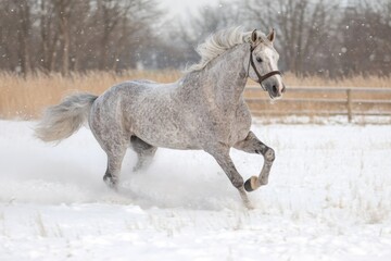Wall Mural - dapple grey horse galloping through snowy field
