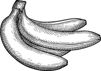 Wall Mural - bunch of bananas ink sketch.