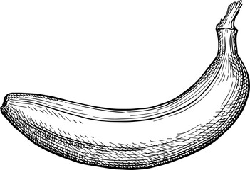 Wall Mural - banana ink sketch