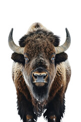 Wall Mural - bison, isolated on a transparent background