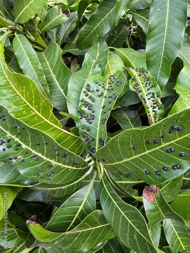 Mango Insect Trap The globular eggs of Erosomyia mangiferae often trap under mango leaves ...