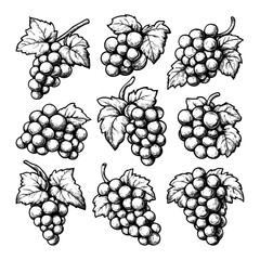 Wall Mural - Grape Clusters Hand Drawn Illustrations Set On White Background Unique Artwork Creative Design Grapevine Icons Fruit Bunches Collection Artistic Distinctive Art Style Hand-Drawn
