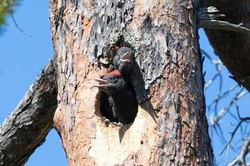 Wall Mural - Chick of a black woodpecker peek out from a hollow