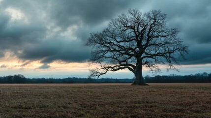 Wall Mural - melancholic autumn landscape featuring leafless oak tree in fading field under dramatic cloudy eveni