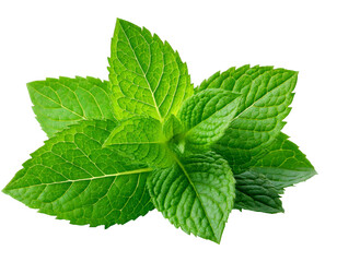 Fresh Mint leaf  isolated on transparent background