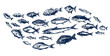 © ssstocker - Fishes engraving. Fish school hand drawn underwater wildlife animal salmon sea tuna carp herring, seafood menu decor vector illustration