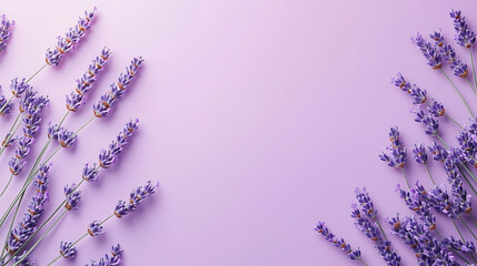 Poster - lavender flowers on a white background