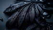 © ZRO - Dark feathers with water droplets, close-up, moody background, for design