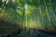 © robertharding - View of Bamboo walkway, Sagatenryuji Tateishicho, Ukyo Ward, Kyoto, Honshu, Japan