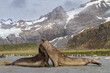 © robertharding - Adult bull southern elephant seals (Mirounga leonina) fighting for breeding grounds on South Georgia Island, Southern Ocean