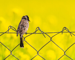 Wall Mural - Red Vented Bulbul
