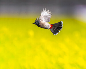 Wall Mural - Red Vented Bulbul