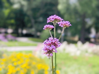Wall Mural - verbena bonariensis flowers in sunny day. tall verbena