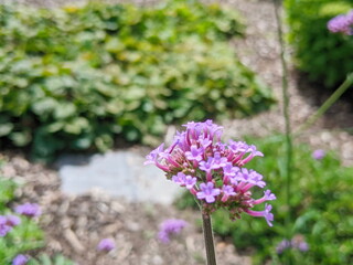 Wall Mural - verbena bonariensis flowers in sunny day. tall verbena