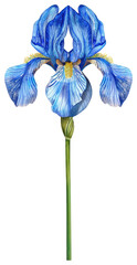 Wall Mural - PNG Blue Iris flower iris illustration art.