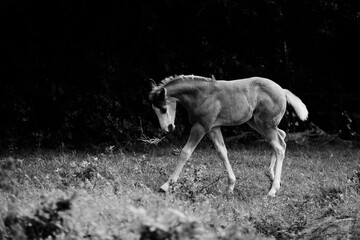 Wall Mural - Playful colt foal horse closeup in black and white with copy space on background.