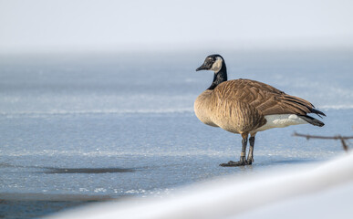 Wall Mural - Canada goose standing on a frozen lake in winter.