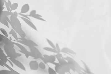 Wall Mural - PNG  Minimalist shadow leaves on wall