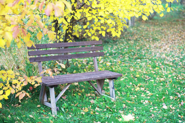 Wall Mural - city park without people on an autumn day, bright rays of the sun shine through the crowns of maple trees