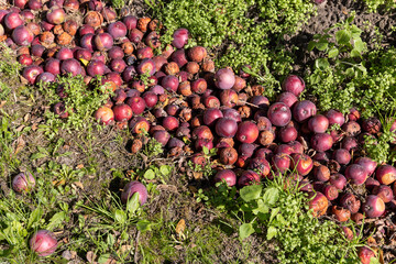 Wall Mural - fallen rotten and wormy red apples in the orchard