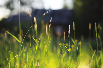 Wall Mural - Summer lawn against the backdrop of sunset.