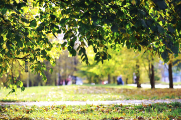 Wall Mural - Beautiful autumn park. Russian North. Autumn trees and leaves. Autumn Landscape.Park in Autumn. Forest in Autumn.