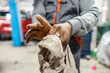 © Dusan Petkovic - Close up of multicultural auto mechanic cleaning his hands with old rag at car service center.