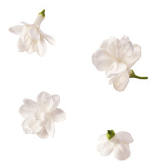 Wall Mural - fresh lilac blossom, beautiful white lilac flowers falling in the air isolated on white background. 