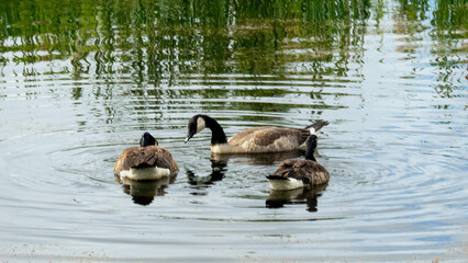 Wall Mural - A flock of Canada geese wandering in water