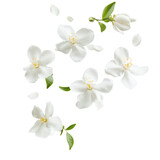White jasmine flowers gently floating on a light background. isolated on white