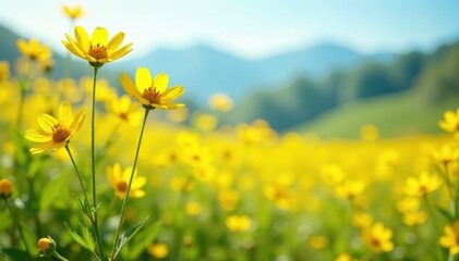 Tall yellow flower stalks swaying gently in the breeze, landscape, bloom