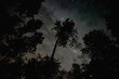 © Craig Taylor Photo - Looking up through trees at a sky full of stars and small gray clouds. Very starry