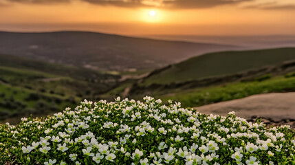 Wall Mural - White flowers bloom beautifully on a hillside at sunset with rolling hills and a valley in the background.