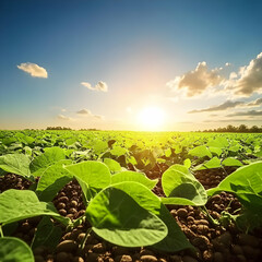 Sticker - Lush Green Plants Thrive in Fertile Soil Under a Vibrant Sunset Sky in an Agricultural Field.