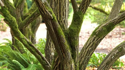 Tree with branches of willow tree.