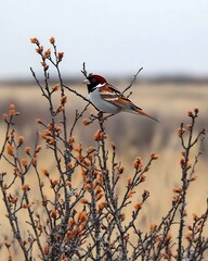 Wall Mural - Colorful bird perched on a bush in a field.